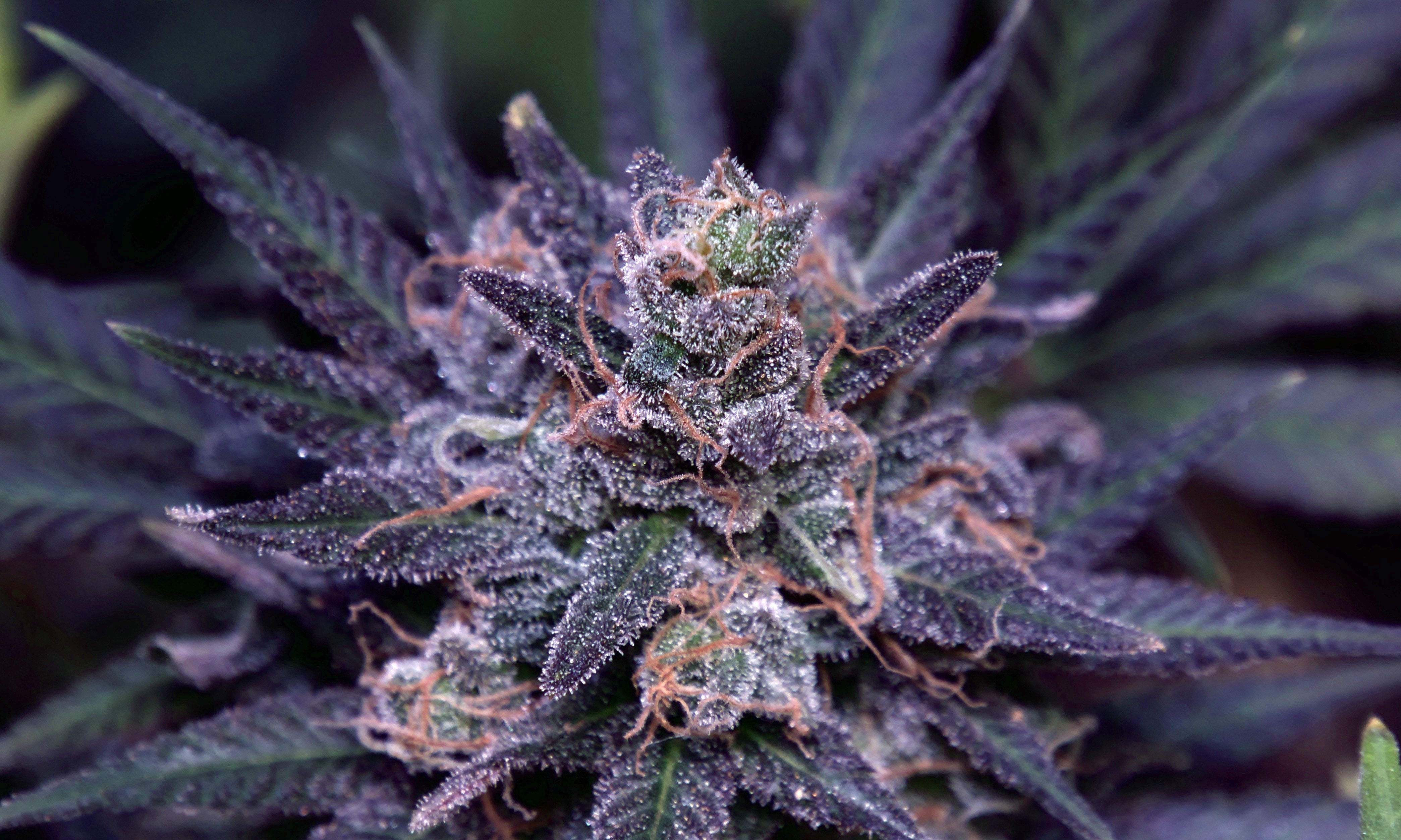 The Science of Purple: Unlocking Anthocyanins in Cannabis Cultivation –  KALIX CPN