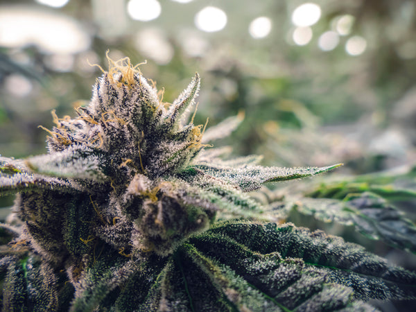 Dialed-In Nutrition: A Pro Grower’s Guide to Strain-Specific Cannabis Nutrition