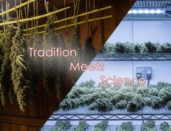 Tradition Meets Science: Mastering Cannabis Drying and Curing