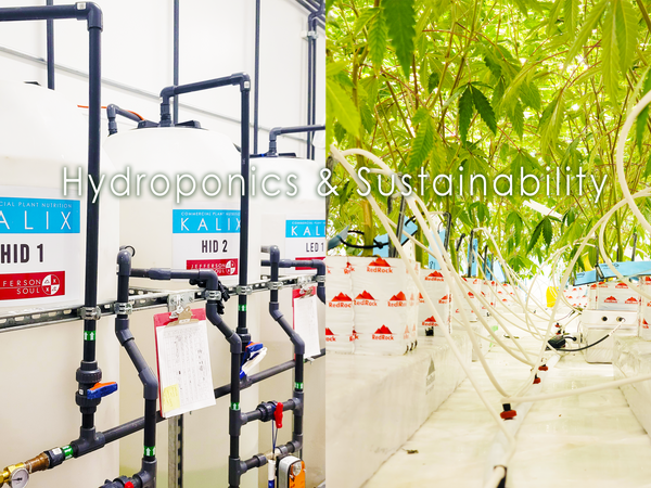 Sustainable Agriculture and the Rise of Hydroponics in Cannabis Cultivation
