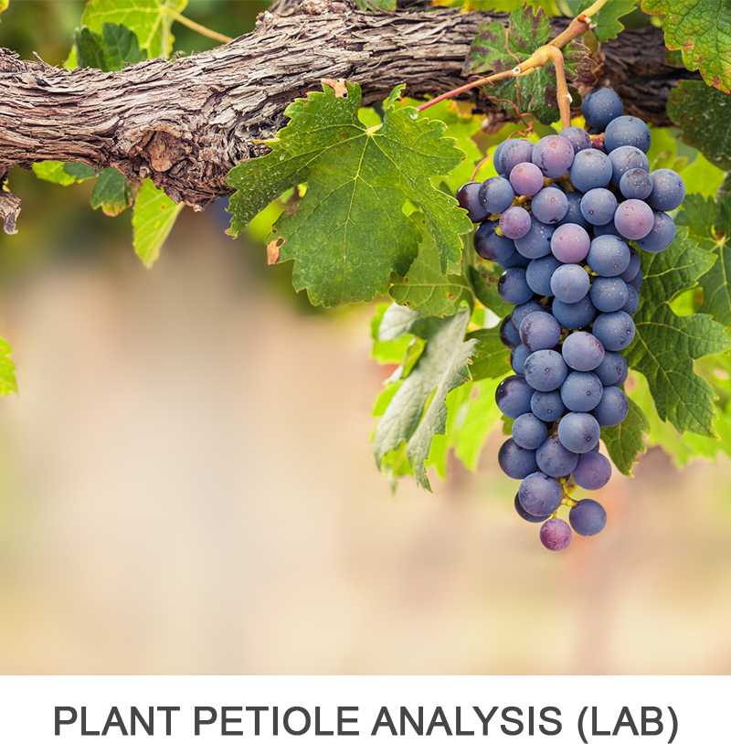 Plant Petiole Analysis (for Grapes)