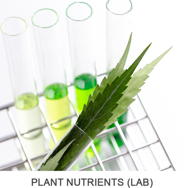 Plant Leaf Tissue Analysis